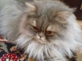 Продавам персийско женско коте, снимка 12