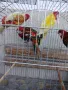 Продавам розели и пойни папагали, снимка 2