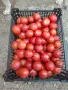 Продавам розов домат, снимка 1