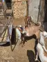 Продавам англонубийски ярета, снимка 2