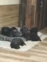 Кане Корсо кученца , снимка 1
