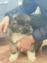 Кавказка овчарка , снимка 3