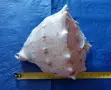 Голяма естествена раковина"Рогат шлем" (Cassis cornuta). , снимка 7