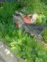 Коте на около два месеца търси дом, снимка 3