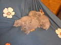Продавам Британски  сиви късокосмести котенца, снимка 4