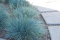 Фестука (синя трева), снимка 5