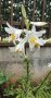 🎉Заявки само пролетта Божествено ухание Бял лилиум (Lilium candidum,  White lily), снимка 3