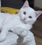 бяло коте, британска късокосмест, 9 мес., снимка 1