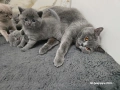 Британски късокосмести чистокръвни котенца. , снимка 3