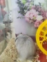 Продавам хамстерче, снимка 3