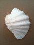 Мида раковина, снимка 4