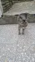 Две котета на 4месеца, снимка 5