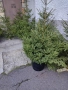 коледна елха, снимка 4