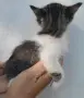 Вземете своето малко котенце подарък, снимка 5