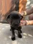 Продавам кученца Кане Корсо , снимка 4