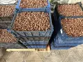 Лешници Hazelnut, снимка 2