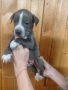 Синьо питбулче, момиченце , снимка 2