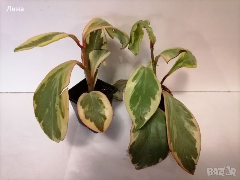 Пеперомия /Peperomia Jelly/, снимка 1