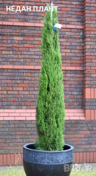 Кипарис "Тотем", снимка 1