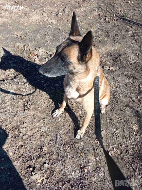 Белгийска овчарка женска. , снимка 1