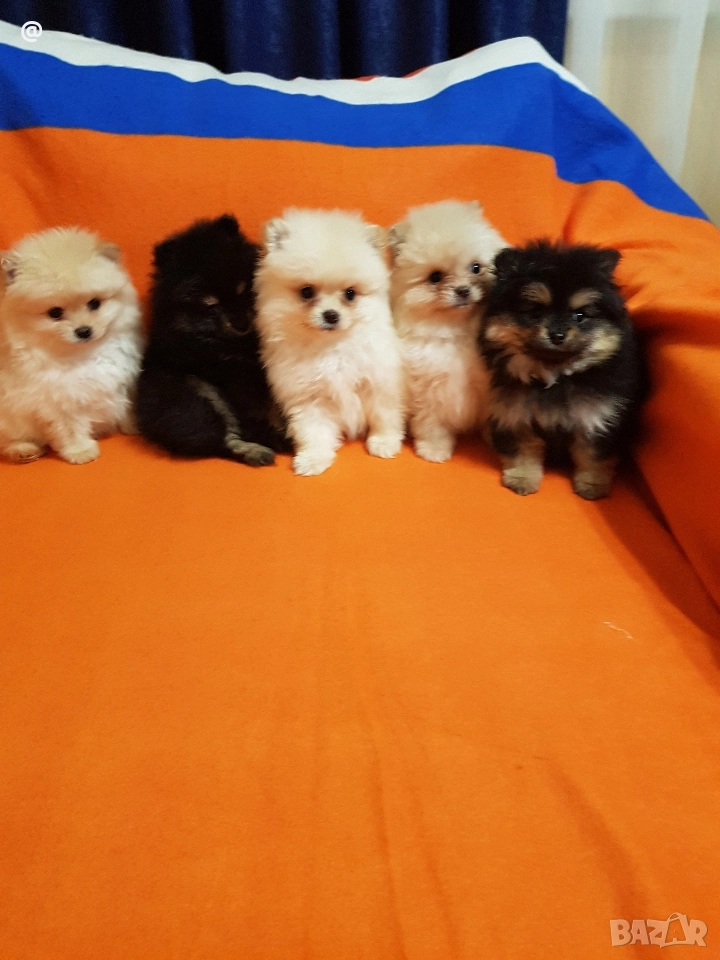 Померан померанчета снимки от днес 03.01.2026г, снимка 1