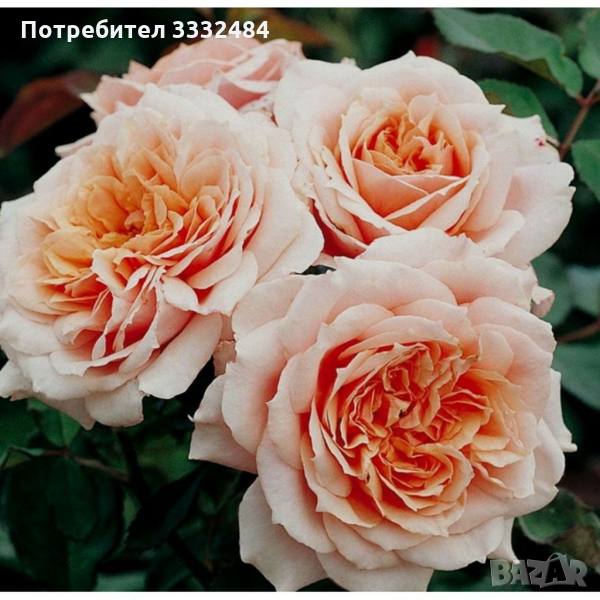 Роза 22, снимка 1