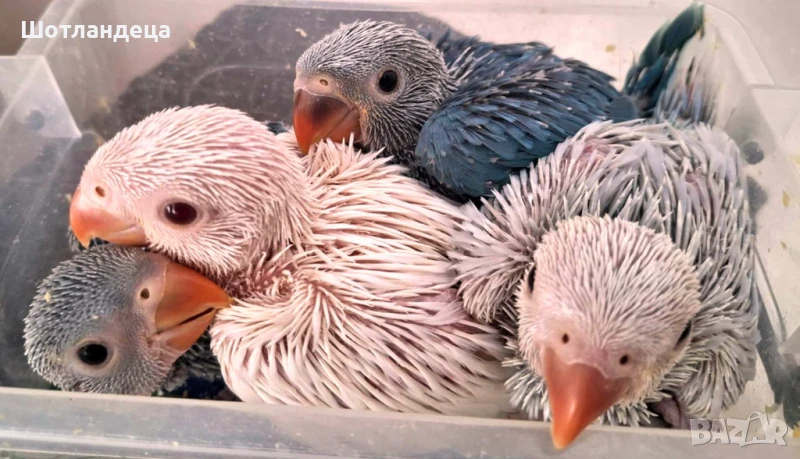 Папагали малък Александър-социални, снимка 1