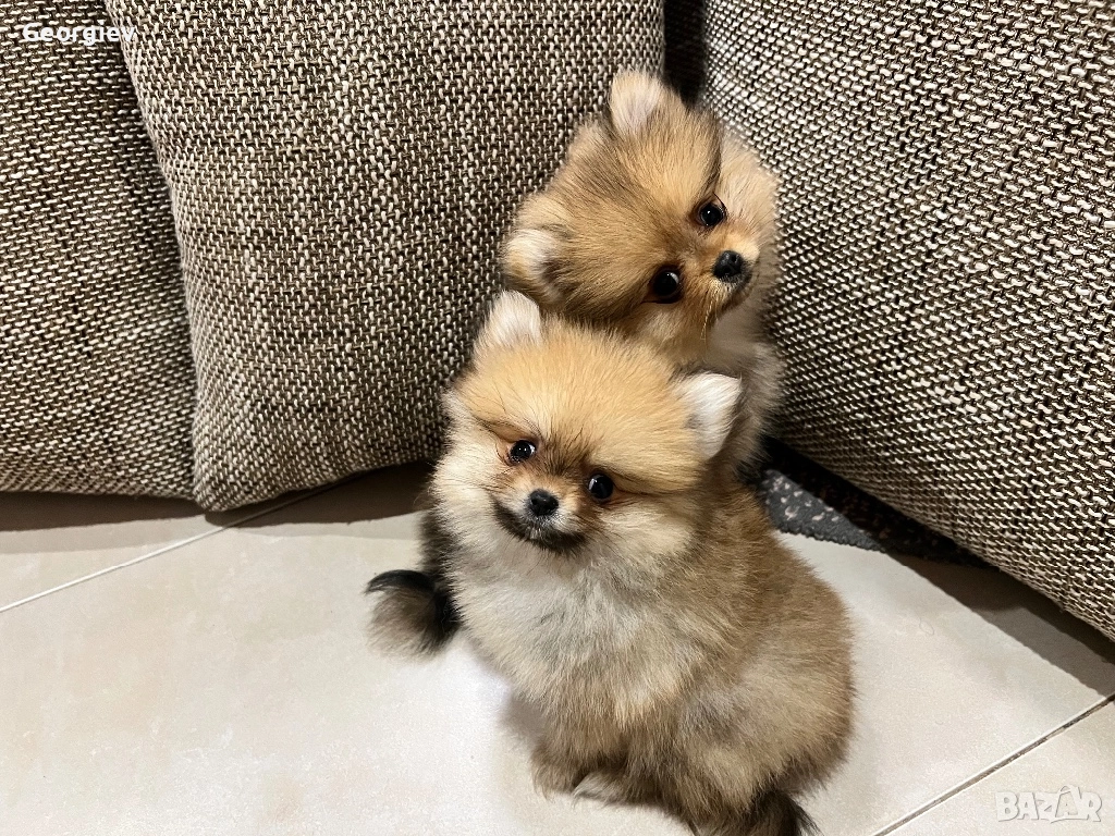 Померанчета 2 момче и 1 момиче, снимка 1