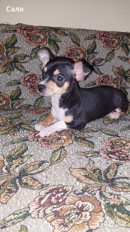 Продавам чихупинчерче, снимка 1