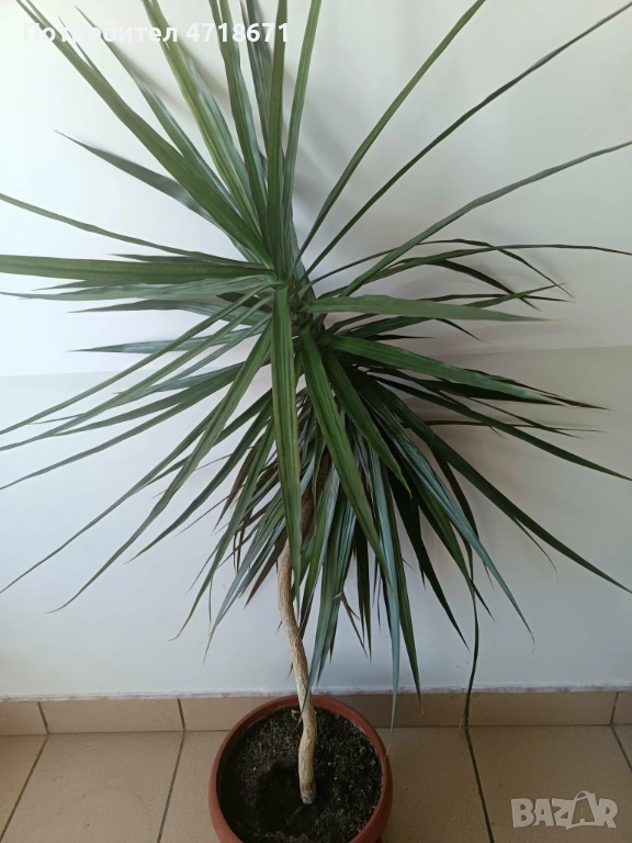 Драцена 1,5м, снимка 1