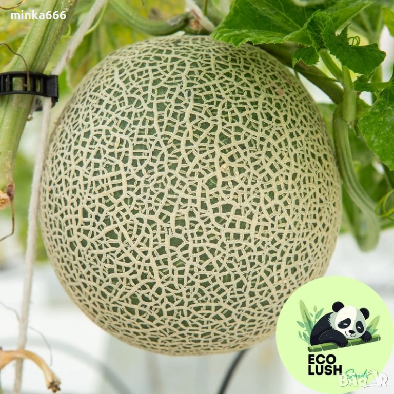 10бр.семена за пъпеш Юбари, снимка 1