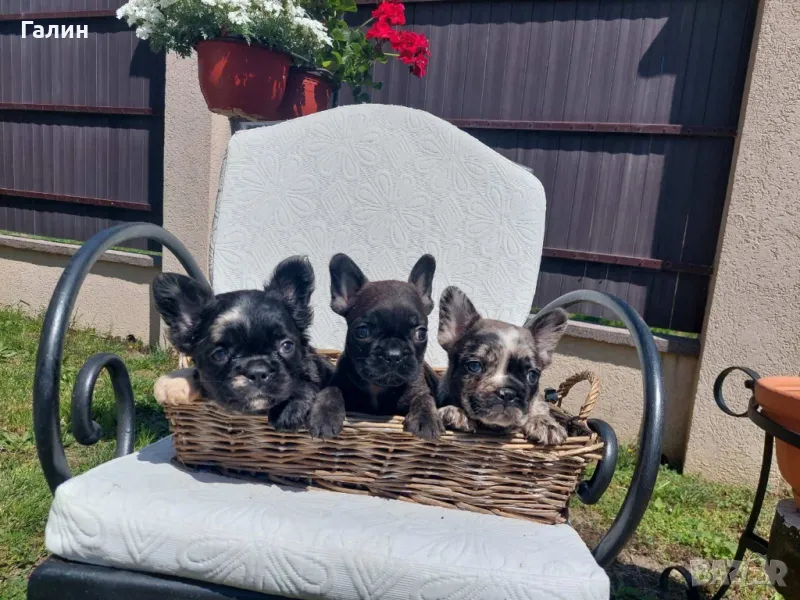 ⭐Френски булдочета⭐, снимка 1