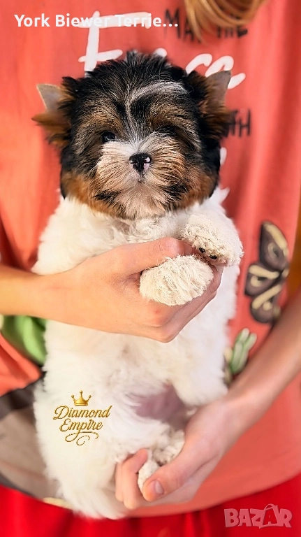 Йоркширски Териер, Сладури момчета и момичета с родословие за деца и възрастни!, снимка 1