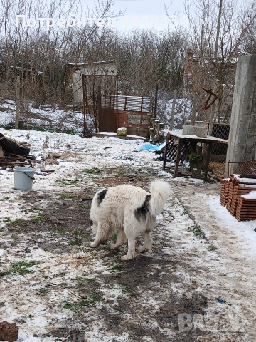 Българско овчарско куче, снимка 15 - Каракачанска овчарка - 53669702