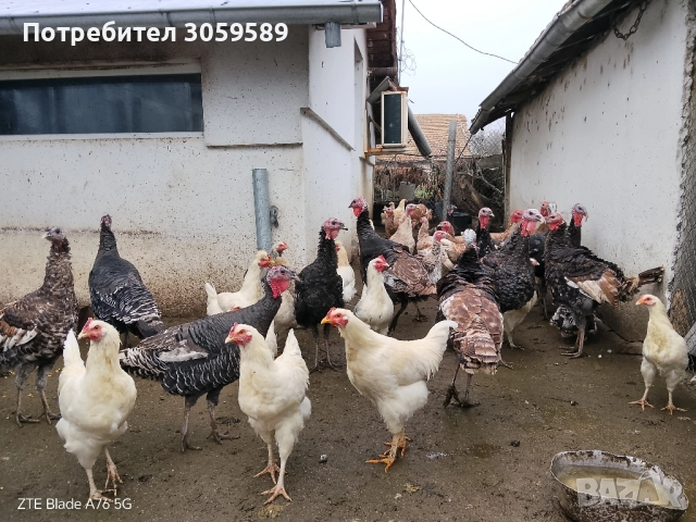 Пуйки и пуяци на половин година и петлета