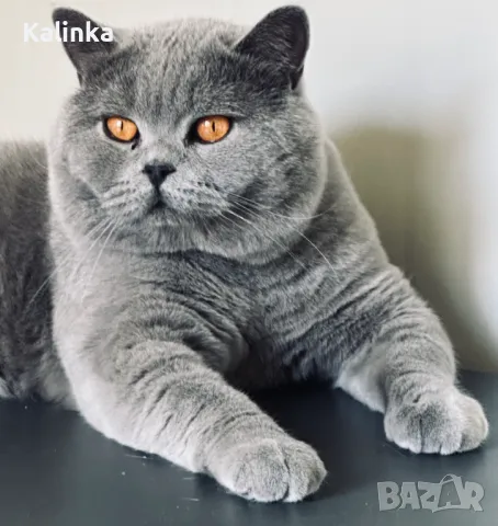 Чистокръвен мъжки британец за разплод, снимка 9 - Търси партньор - 41953795