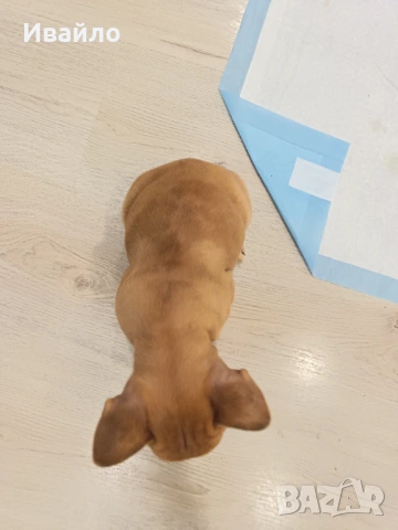 Френски булдог момиче, снимка 5 - Френски булдог - 53866669