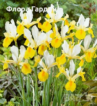 КАННА, ИРИС, АНЕМОНЕ, РАНУНКУЛУС - Грудки, снимка 10 - Сортови семена и луковици - 49236562