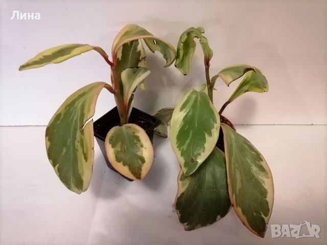 Пеперомия /Peperomia Jelly/