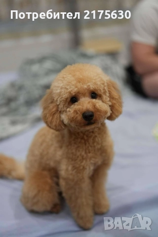 Той пудел/ Toy poodle, снимка 6 - Пудели - 52907853