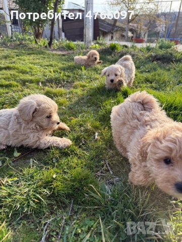 Кученца Малтипу Варна , снимка 8 - Други - 53843843