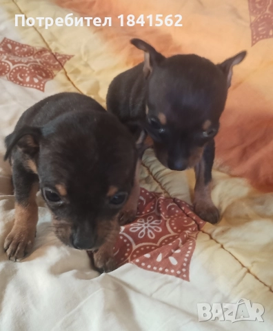 Продават се