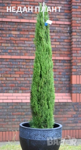 Кипарис "Тотем"