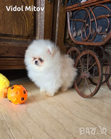 Мини Померан момче 