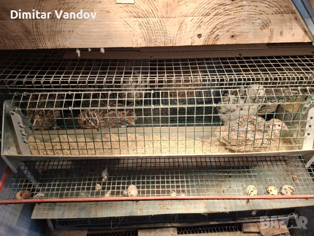 Пресни пъдпъдъчи яйца , снимка 2 - Домашни продукти - 53272928