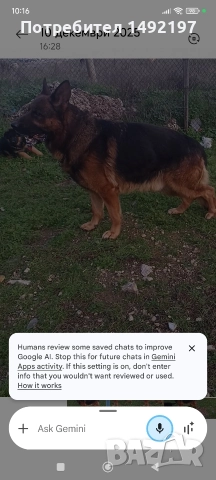 Елитно мъжко куче немска овчарка , снимка 6 - Немска овчарка - 52889918