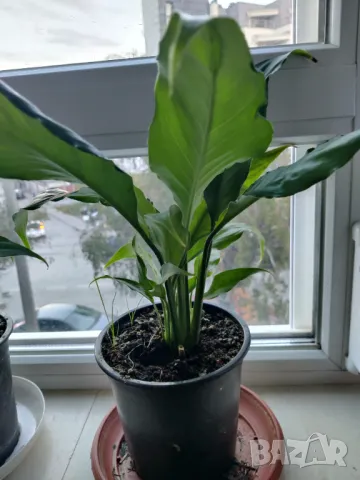 Цветя Спатифилум - в начало на цъфтеж, 6 броя налични, снимка 6 - Стайни растения - 47681002