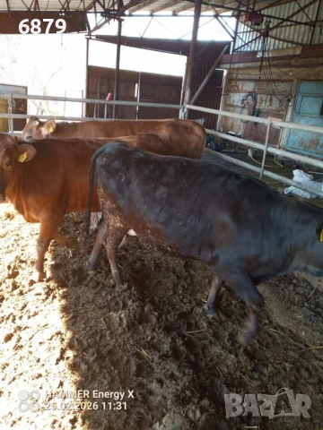 Продавам бременни юници