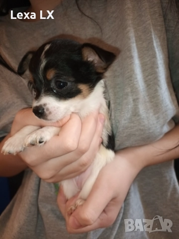 кученца кръстоста мини пинчер/чихуахуа, снимка 2 - Пинчер - 52586271