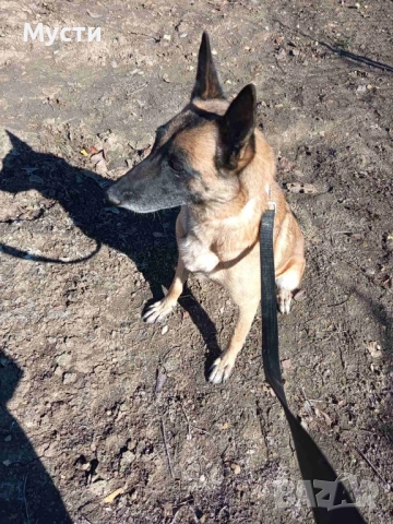 Белгийска овчарка женска. 